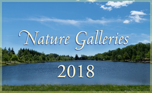 Nature Gallery 2018