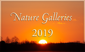 Nature Galleries 2019