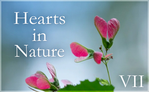 Hearts in Nature Gallery VII