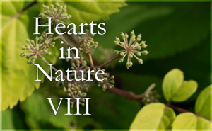 Hearts in Nature Gallery VIII
