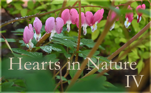 Hearts in Nature Gallery IV