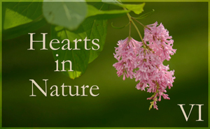Hearts in Nature Gallery VI