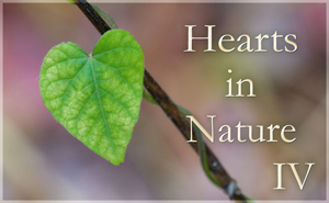 Hearts in Nature Gallery IV