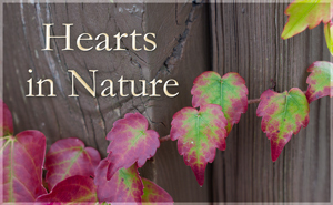 Hearts in Nature