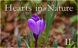 Hearts In Nature Gallery II