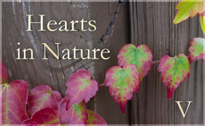 Hearts in Nature Gallery V