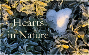 Hearts in Nature