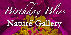 Birthday Bliss Nature Gallery