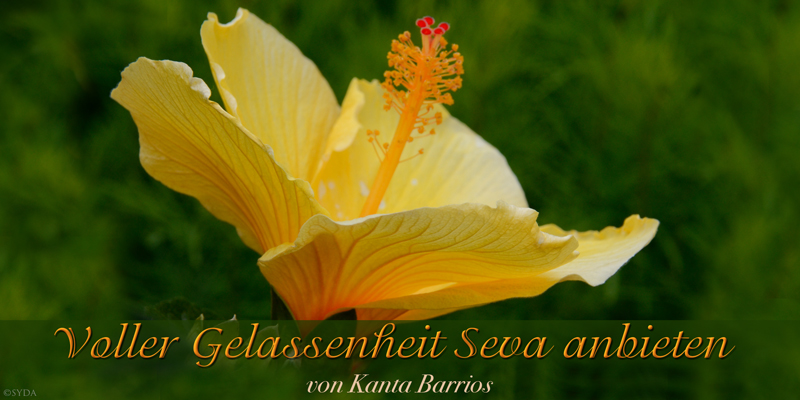 Offering Seva with Easefulness