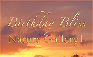 Birthday Bliss Nature Gallery I