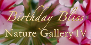 Birthday Bliss Nature Gallery4, 2015