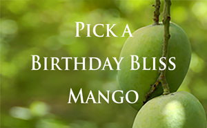Pick A Birthday Bliss Mango