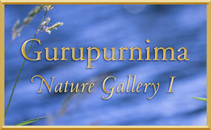Gurupurnima Nature Gallery -Part I