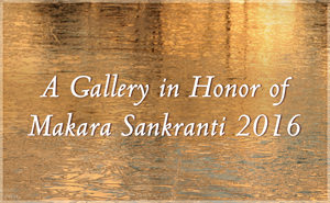 Makara Sankranti Gallery