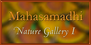Mahasamadhi Nature Gallery Part 1