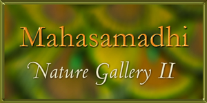 Mahasamadhi Nature Gallery Part 2