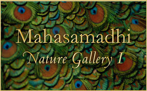 Mahasamadhi Nature Gallery 2015