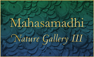 Mahasamadhi Nature Gallery3, 2015