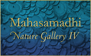 Mahasamadhi-Nature-Gallery4 2015