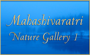 Mahashivaratri Nature Gallery I