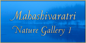 Mahashivaratri Nature Gallery 1