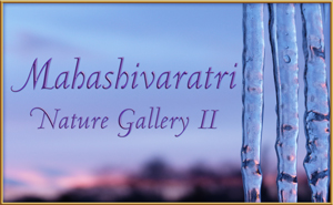 Mahashivaratri Nature Gallery II