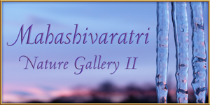 Mahashivaratri Nature Gallery 2