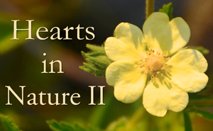 Hearts in Nature -Part II