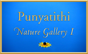 Nature Gallery Part I