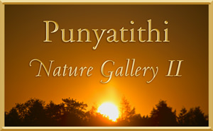 Nature Gallery Part II